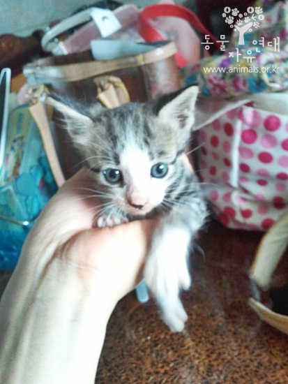 [D11-103관외] 어미와 떨어진 채 아파트 놀이터에 혼자 있던 아기 고양이 치비=입양완료!!