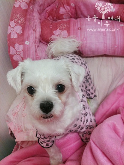 [D11-103관] 사람이 없으면 많이 불안해 하는 별이 =입양예정!