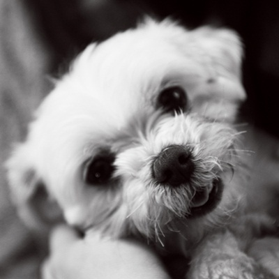 [D11-109관]별이와 비슷한 시기에 들어온 말티즈 달이=입양예정!