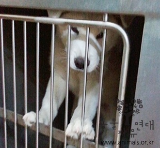 [D11-113관외] 안락사 위기에 처한 유기견 