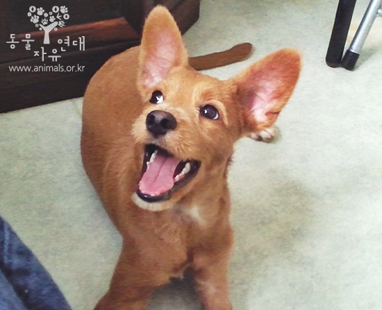 [D11-117관] 행당동 사무실에 소리 없이 버려진 우람이