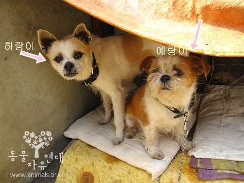 [D11-122관] 공단 지역에 버려져 갈 곳없던 모자견 예랑이와 하랑이 =입양예정