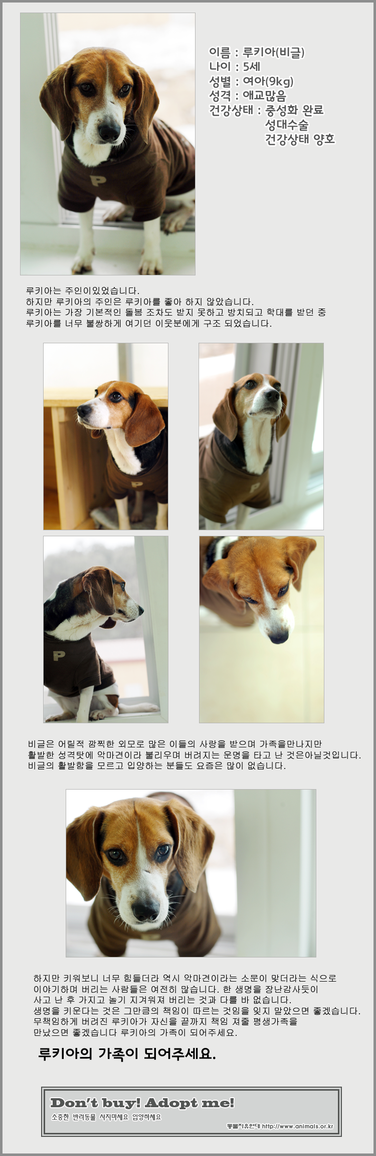 [D12-020관]사람의 보살핌을 제대로 못 받은 루시(루키아)