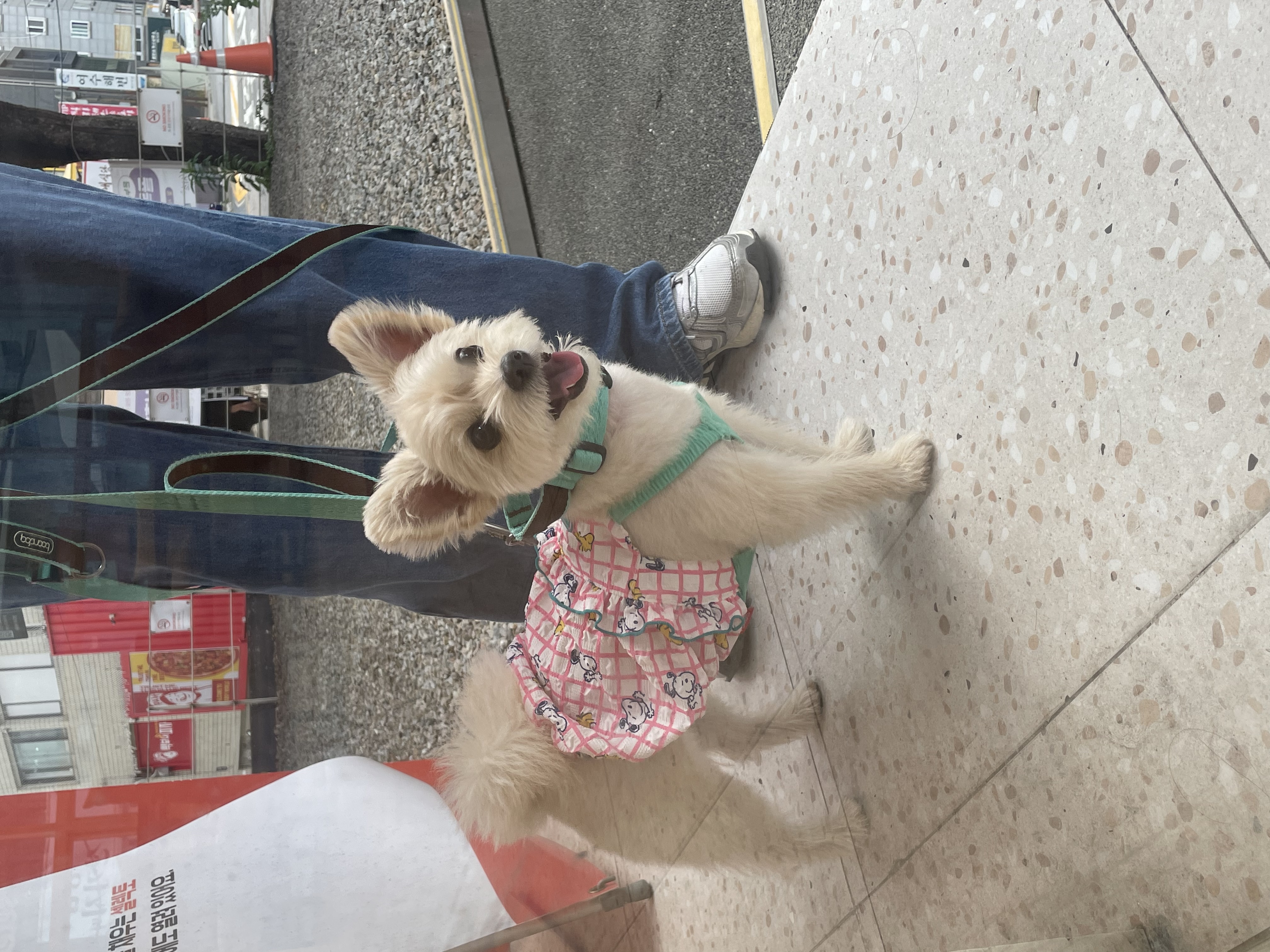 토리(소이)와 가족이 된지 3년이 되었어요:)