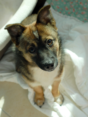 [D13-39관]지자체 보호소에서 안락사 위기에 있던 리복이