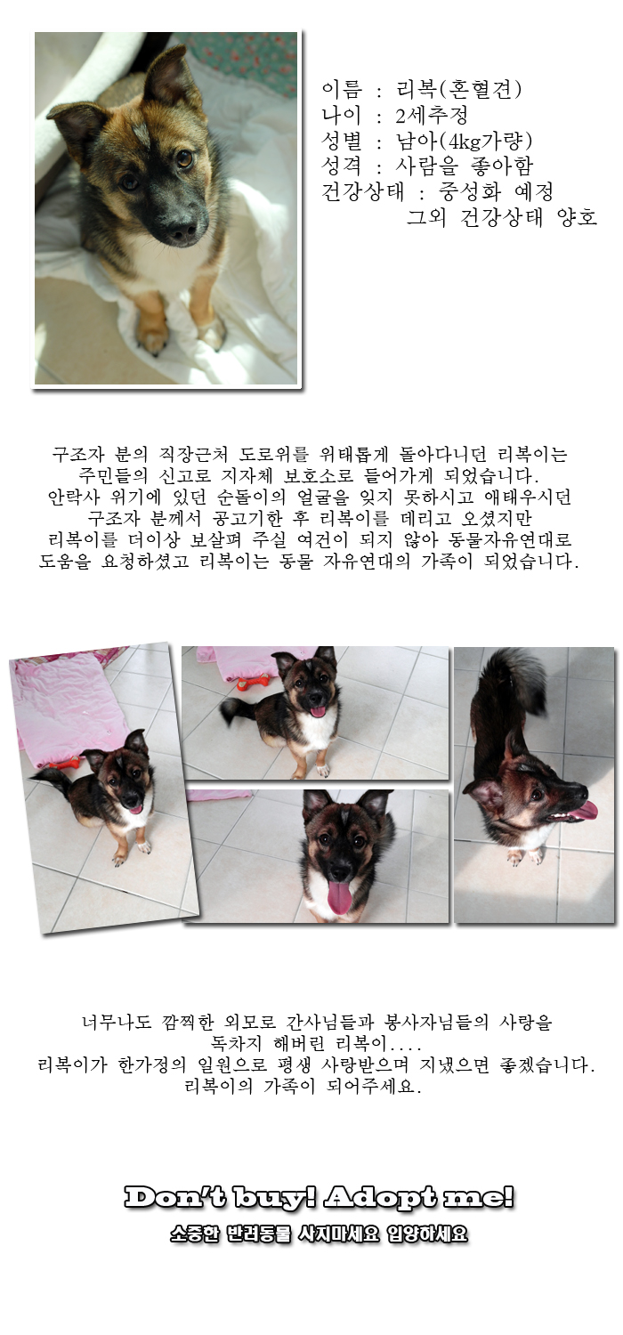 [D13-39관]지자체 보호소에서 안락사 위기에 있던 리복이