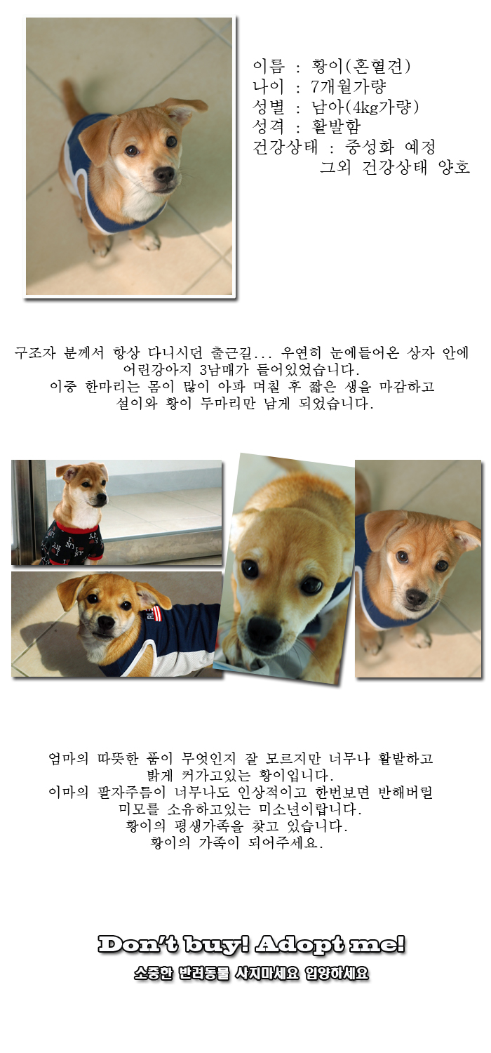 [D13-43관] 상자에 넣어 버려진 황이