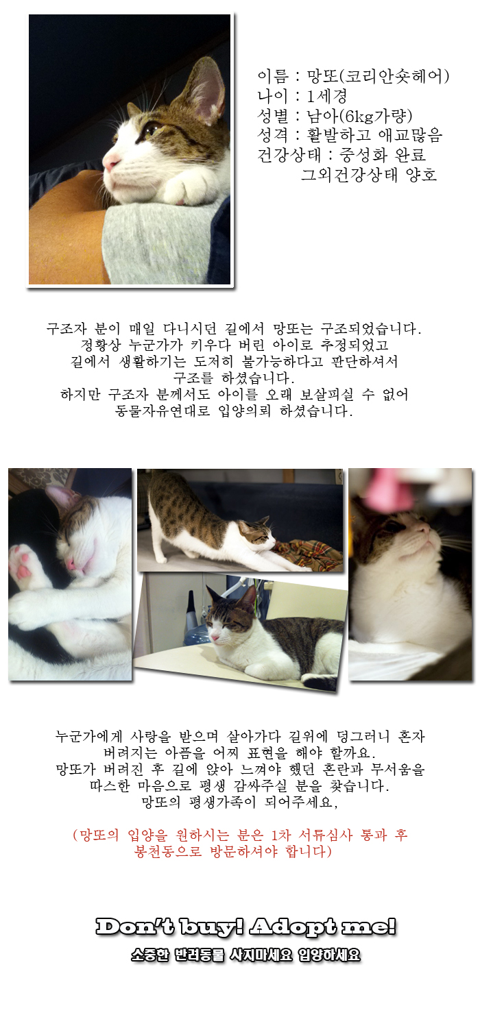 [D13-52관외] 주인이버린 고양이 망또