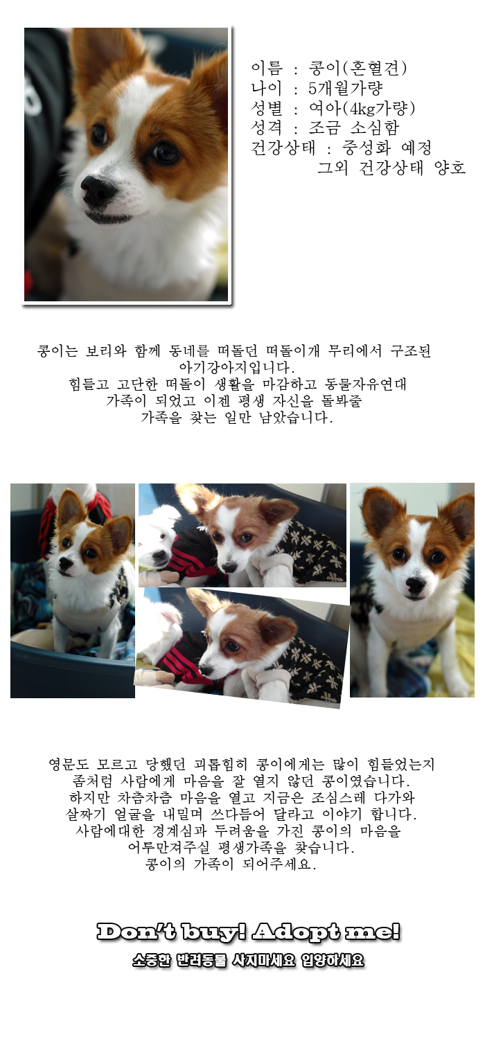 [D13-46관]동네를 떠돌던 들개 무리에서 구조된 아기강아지 콩이
