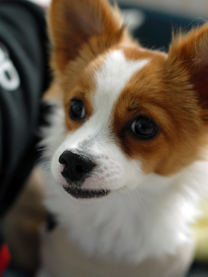 [D13-46관]동네를 떠돌던 들개 무리에서 구조된 아기강아지 콩이