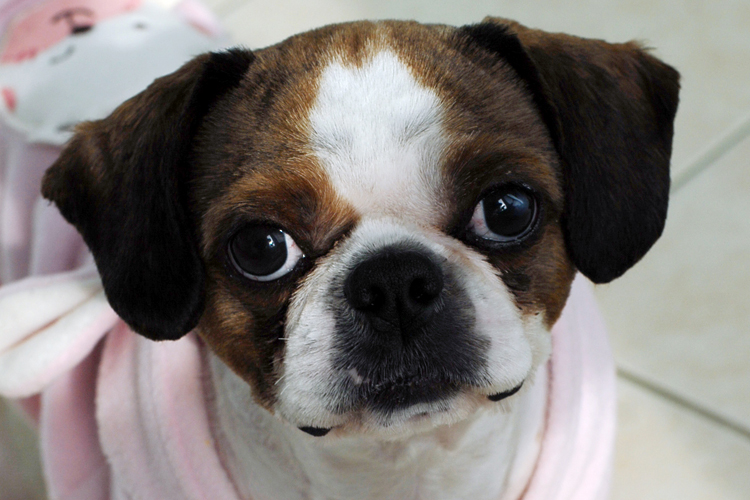 [D13-48관] 누더기견 뭉치