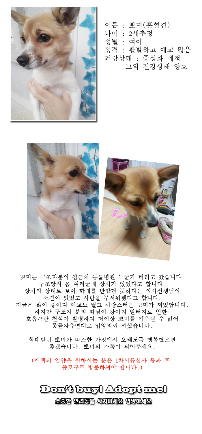 [D13-57관외] 호흡기 천식으로 인해 더이상 키울 수 없게된 뽀미