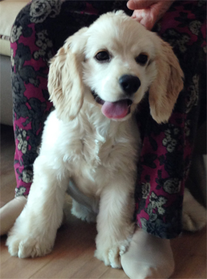 [D13-58관외] 갑자스런 건강악화로 키울 수 없게된 대박이