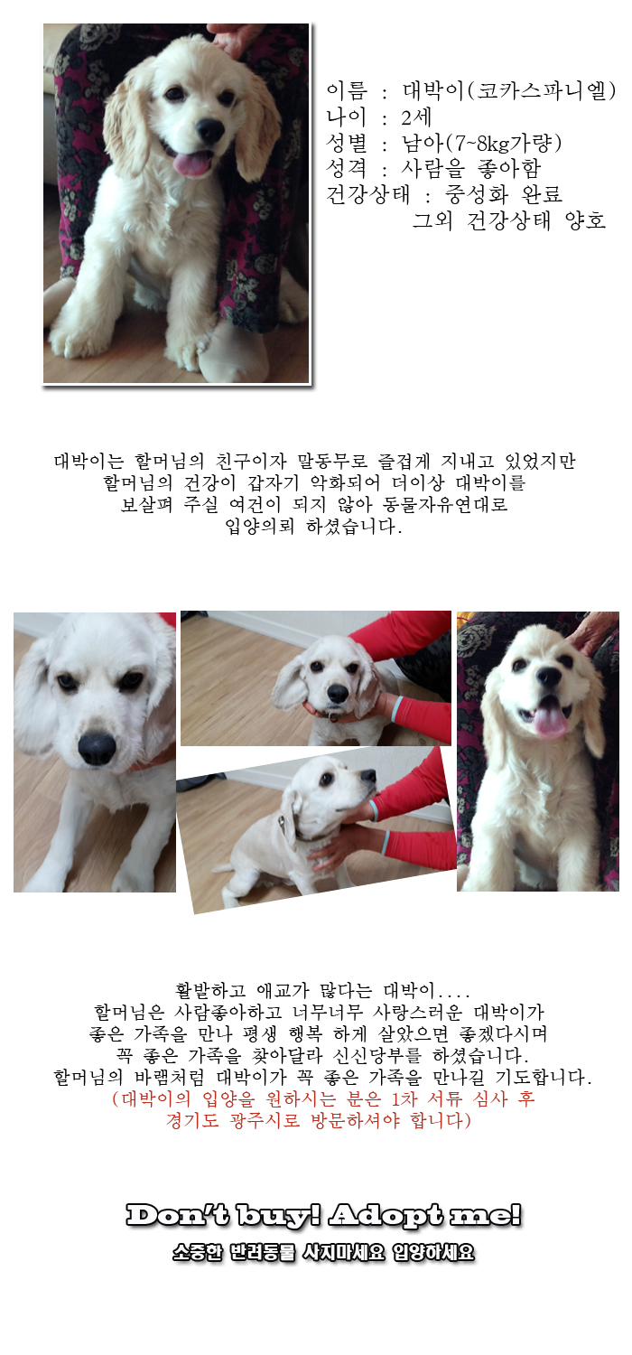 [D13-58관외] 갑자스런 건강악화로 키울 수 없게된 대박이