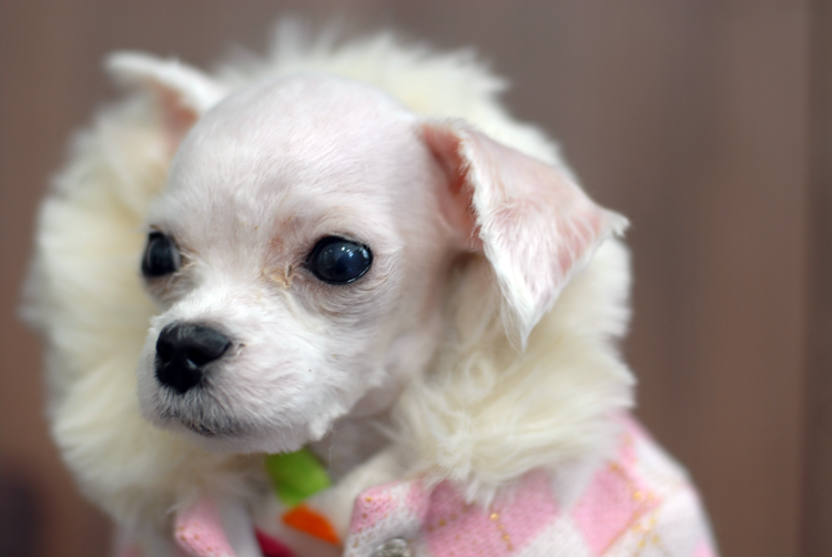 [D14-04관] 학대와 방치로 인해 영양실조에 걸린 흰비