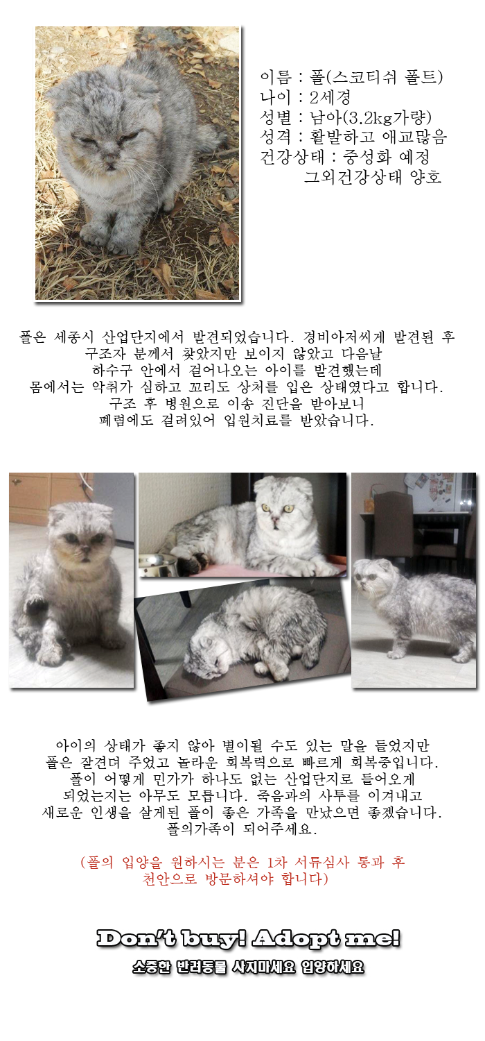 [D14-02관외]아사직전에 구조된 고양이 폴