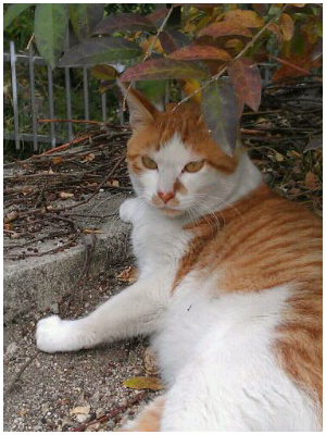 [D14-03관외] 얼굴을 심하게 다친 상태로 구조된 나미