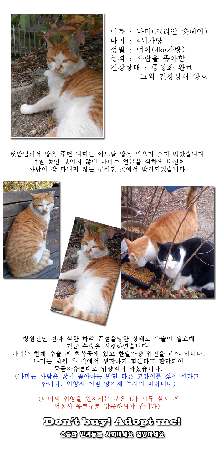 [D14-03관외] 얼굴을 심하게 다친 상태로 구조된 나미