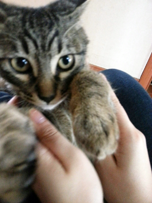 [D14-07관외] 슈퍼앞에 묶여 버려진 용감이