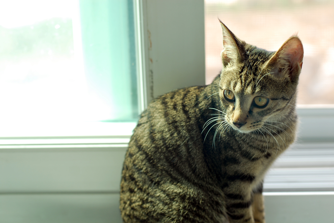 [D14-09관] 구조 후 다시 유기된 하랑이