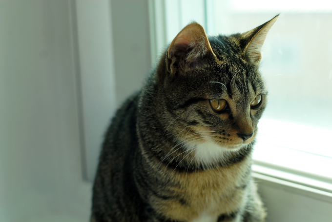 [D14-10관] 구조 후 다시 유기된 사랑이