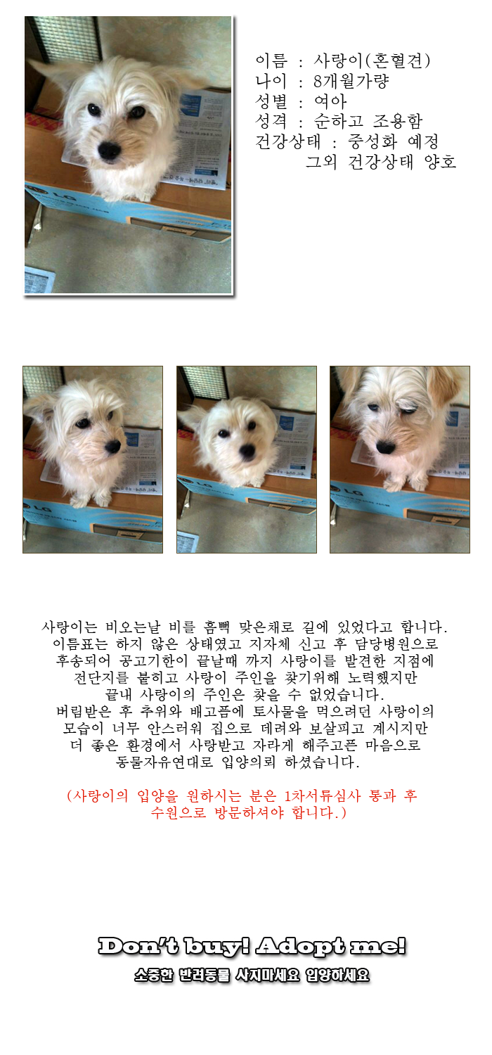 [D14-17관외] 빗속에 버려져 방치되었던 사랑이