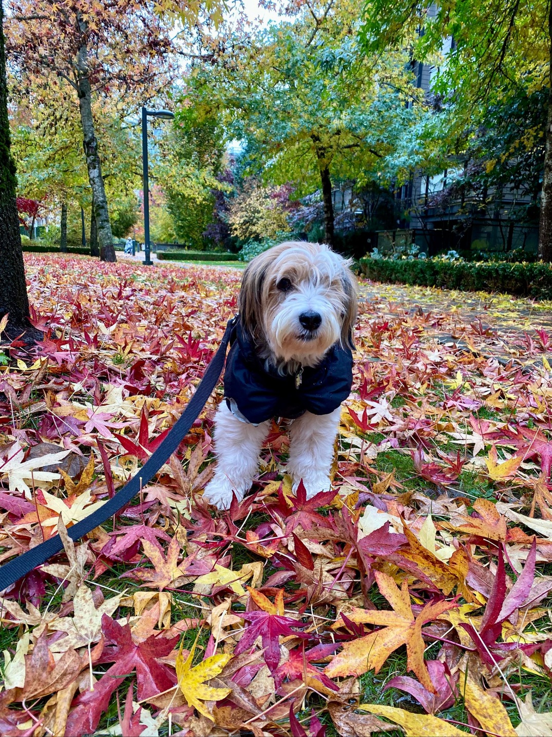 [해외입양] 캐나다 밴쿠버에서 전해온 '다정이' 소식💌