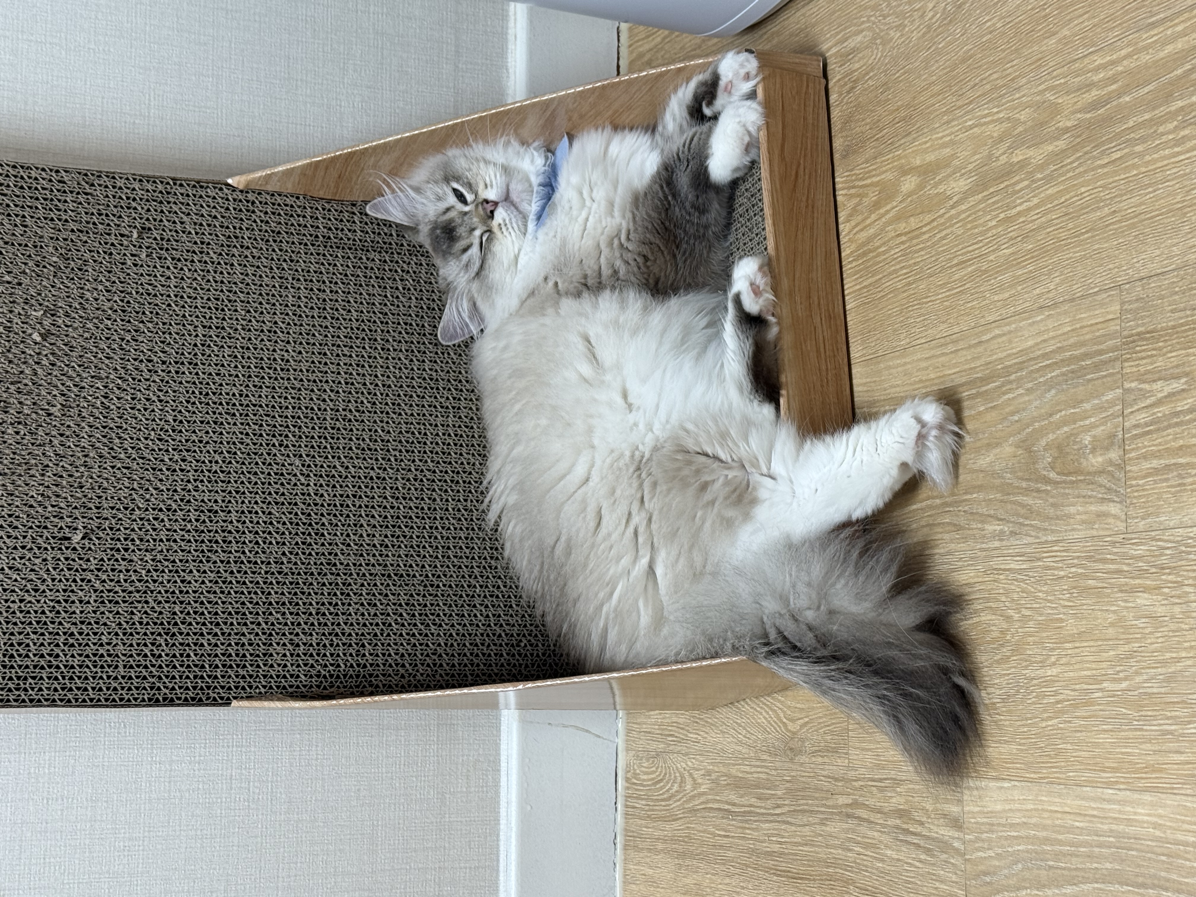 피치(전 마온) 6개월차 입양 후기