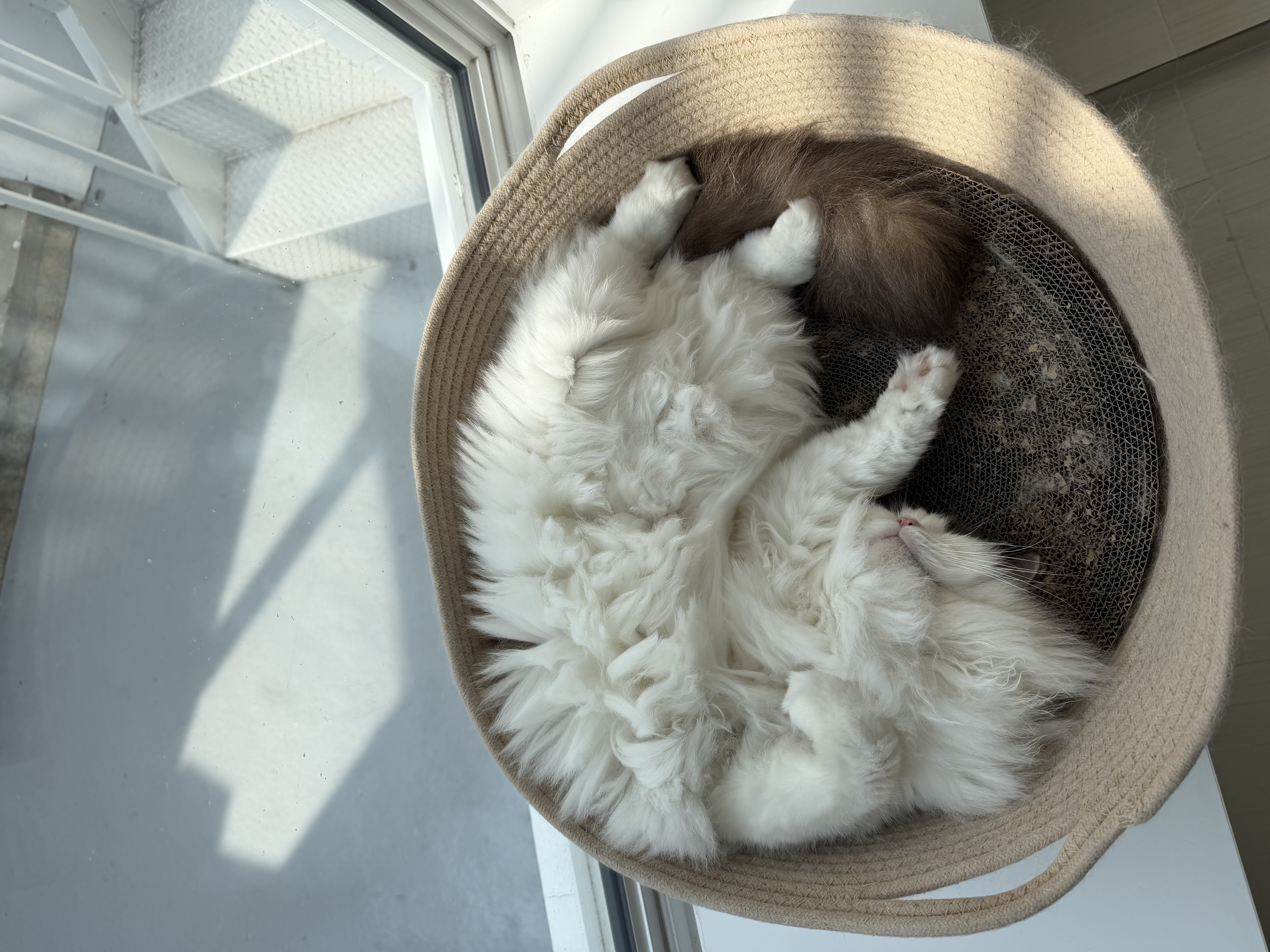 사프론 입양후기 3개월차