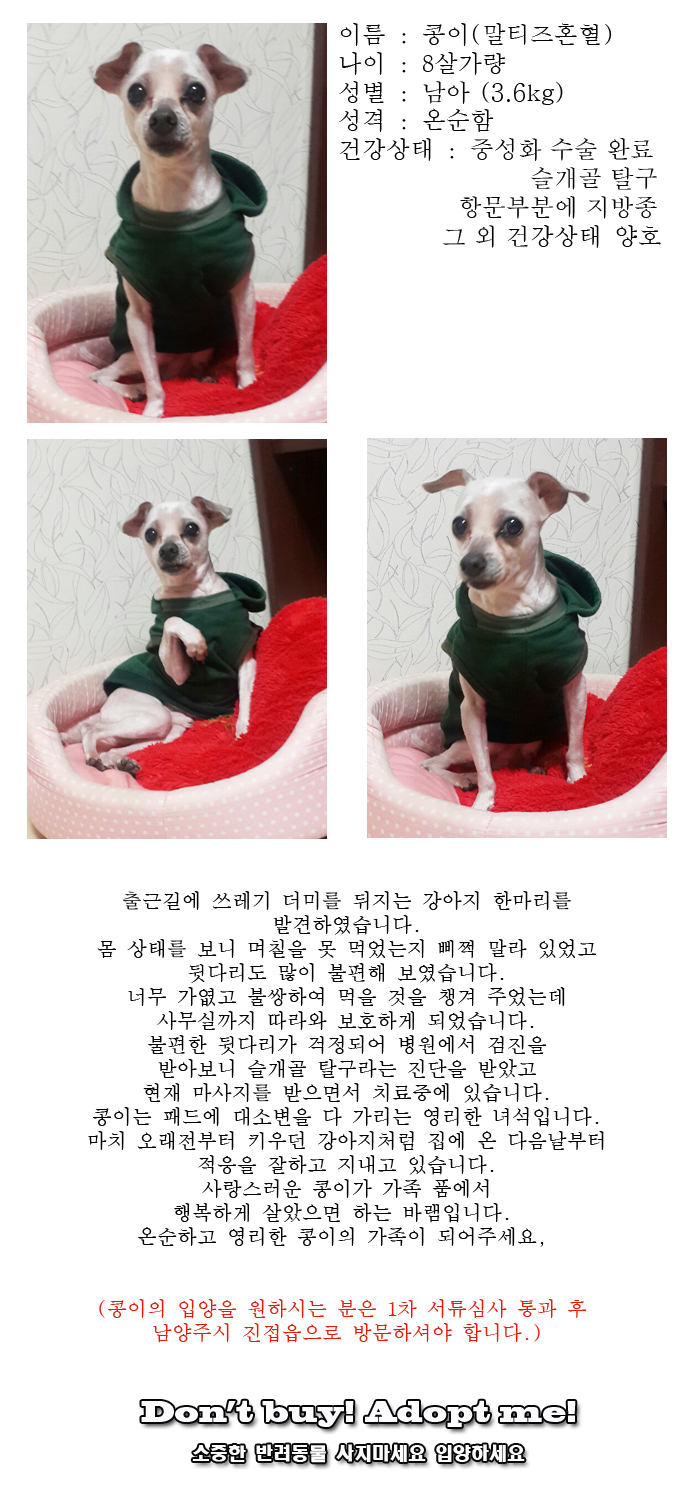 [D16-14관외]배고픔에 쓰레기 더미를 뒤지고 있던 콩이