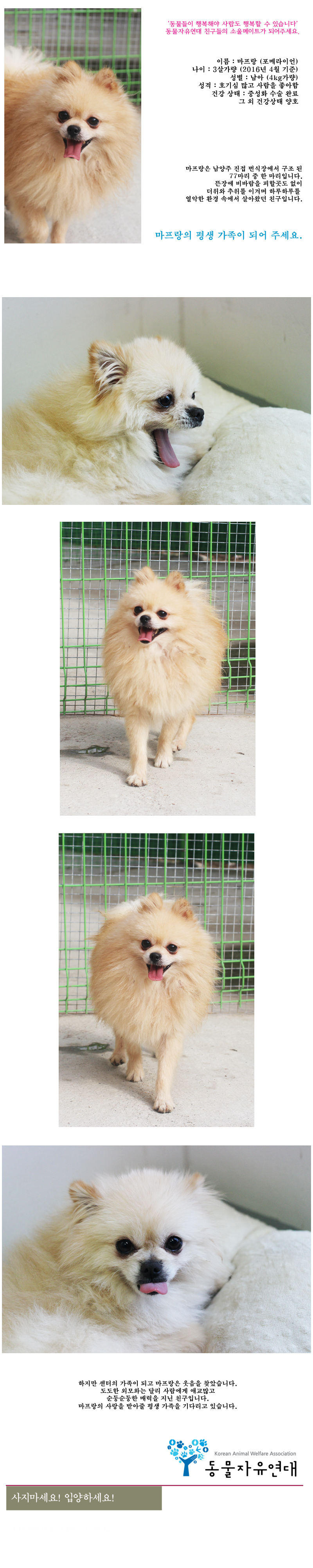 [D16-34관]번식장에서 구조된 마프랑