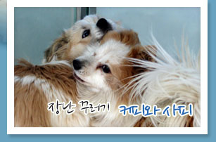 장난 꾸러기 커피와 사피