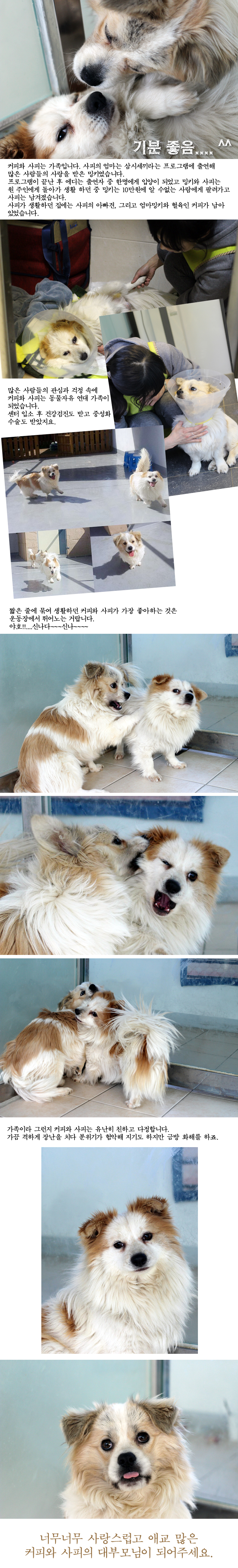 장난 꾸러기 커피와 사피