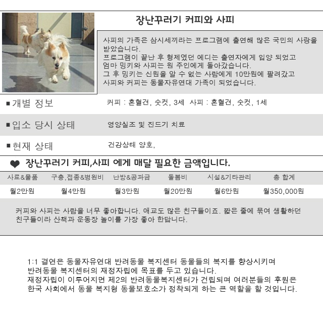 장난 꾸러기 커피와 사피