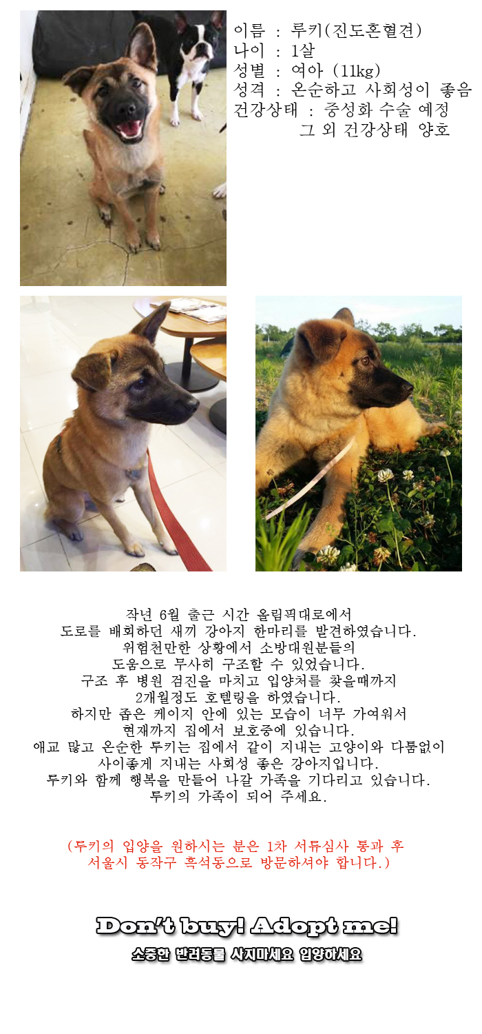 [D16-17관외]올림픽대로를 배회하던 루키