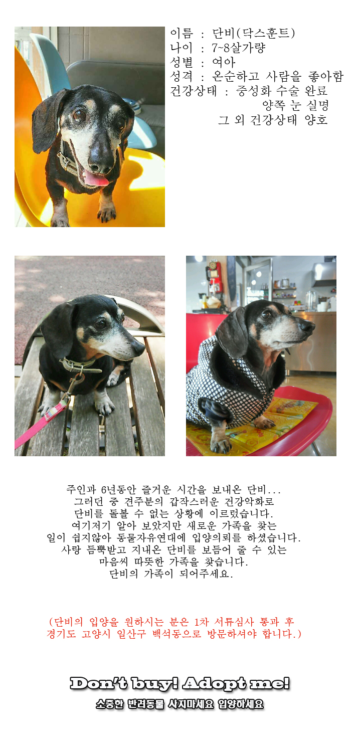 [D16-18관외]견주분의 건강악화로 새로운 가족을 찾는 단비