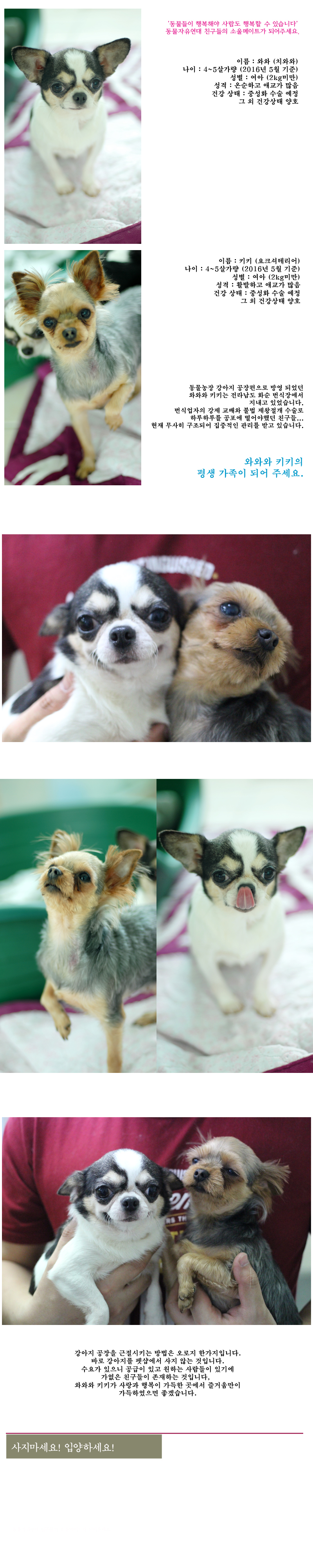 [D16-37관]번식장에서 구조된 와와와 키키