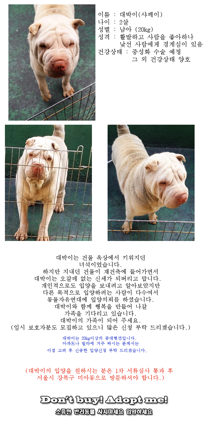 [D16-20관외]건물이 철거되면 오갈데 없는 대박이 