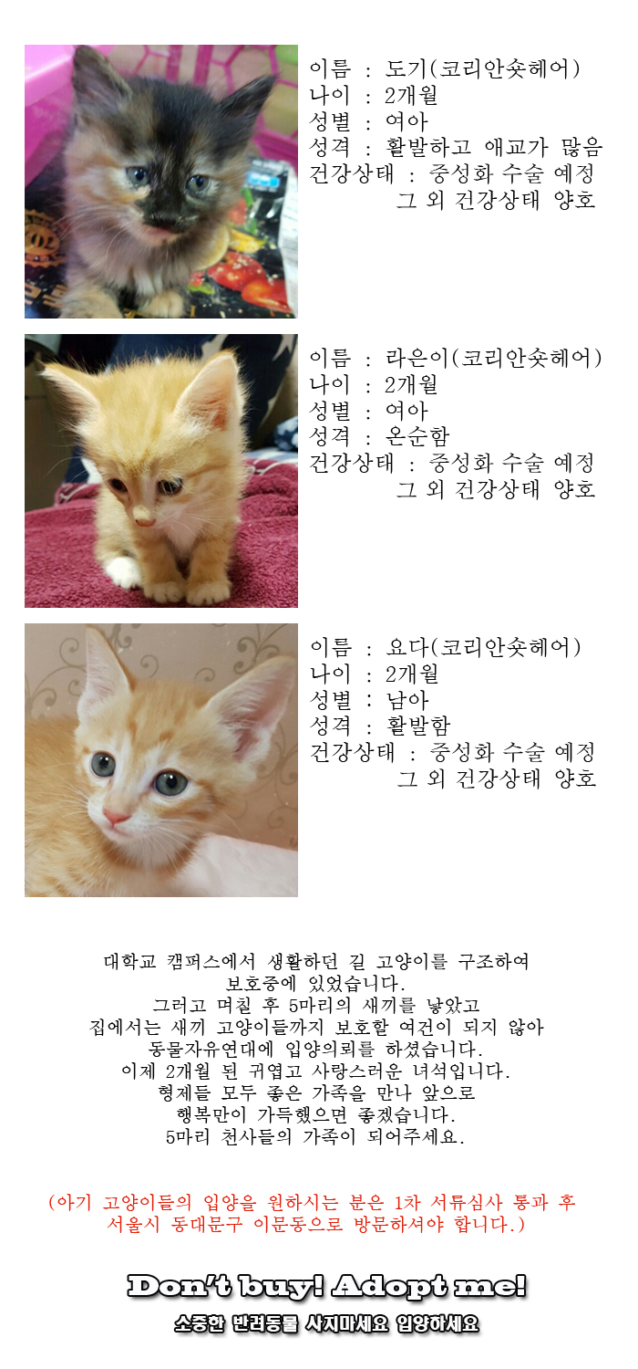 [D16-21관외]새로운 가족을 기다리고 있는 5마리의 아기 냥이들