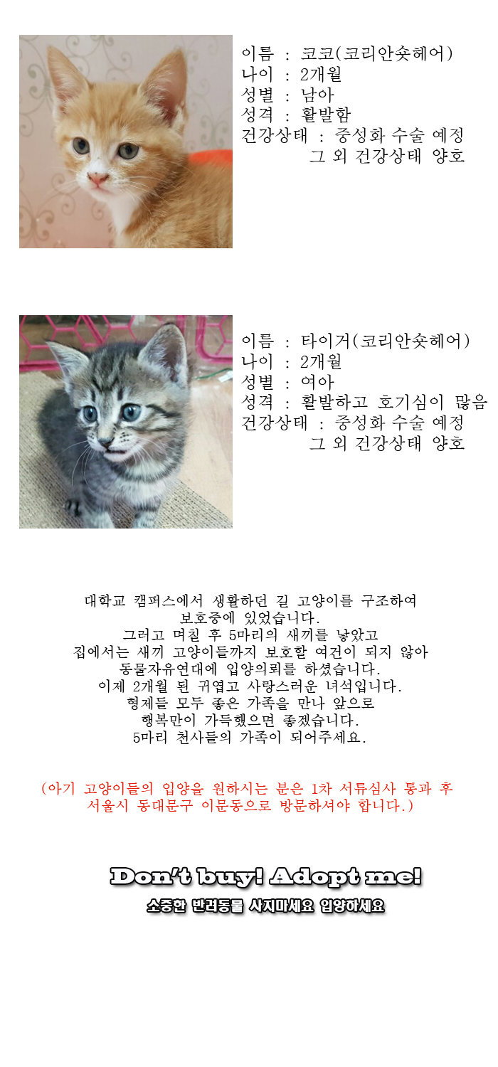 [D16-22관외]새로운 가족을 기다리고 있는 5마리의 아기 냥이들
