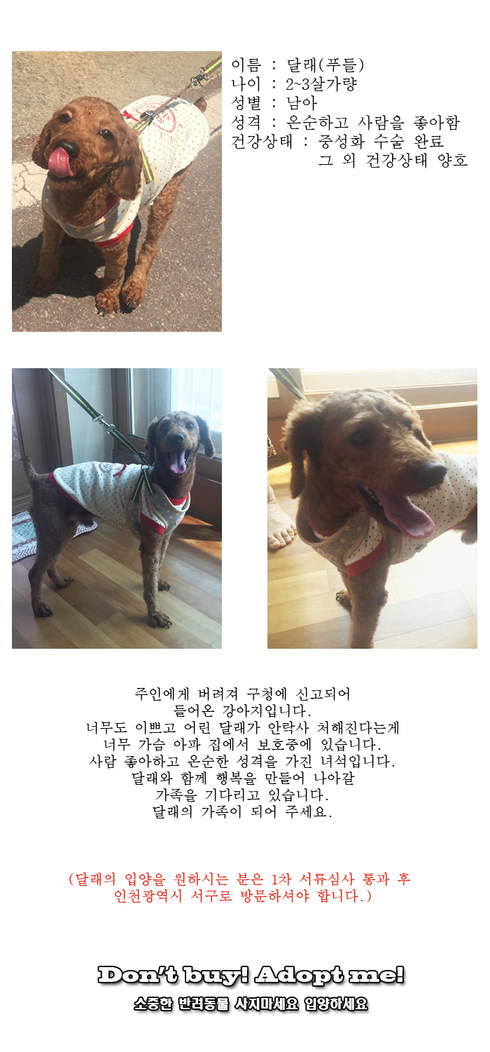 [D16-25관외]안락사 당일에 구조된 달래