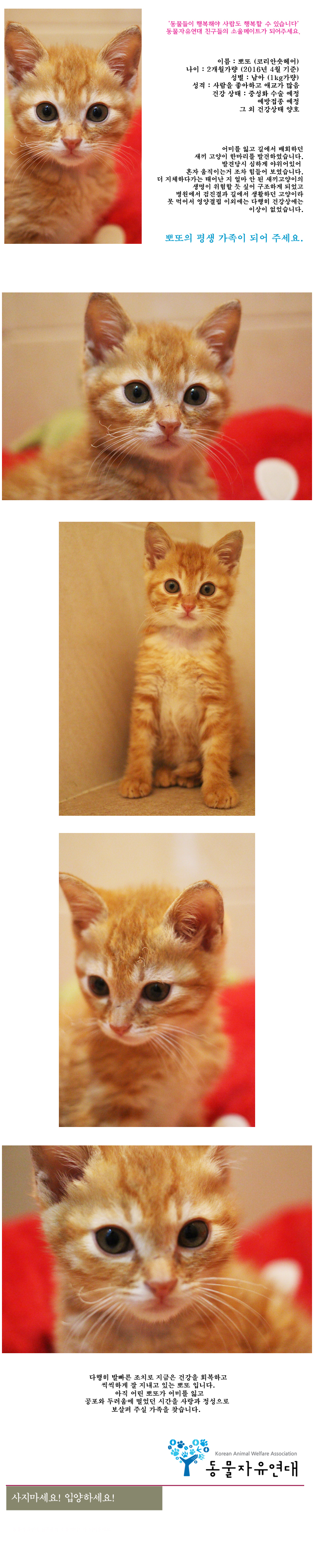 [D16-41관]어미를 잃은 채 길에서 배회하던 뽀또