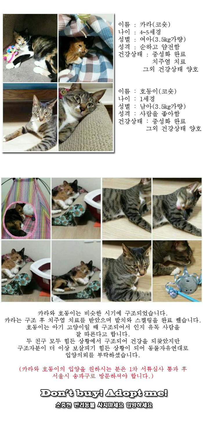 [D16-26관외]카라와 호동이의 평생가족이 되어주세요.