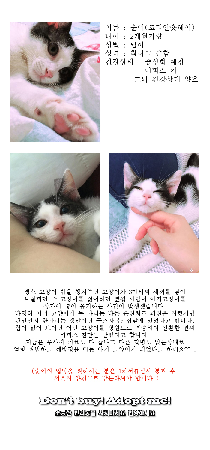 [D16-28관외]사랑스런 애교냥이 순이