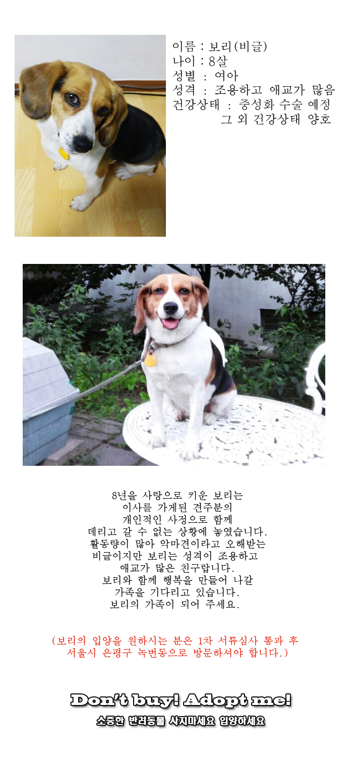 [D16-29관외]견주분의 사정으로 새로운 가족을 찾는 보리