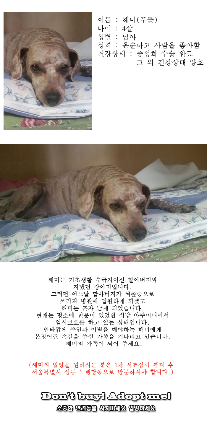 [D16-30관외]견주분의 건강악화로 혼자 남게된 해미