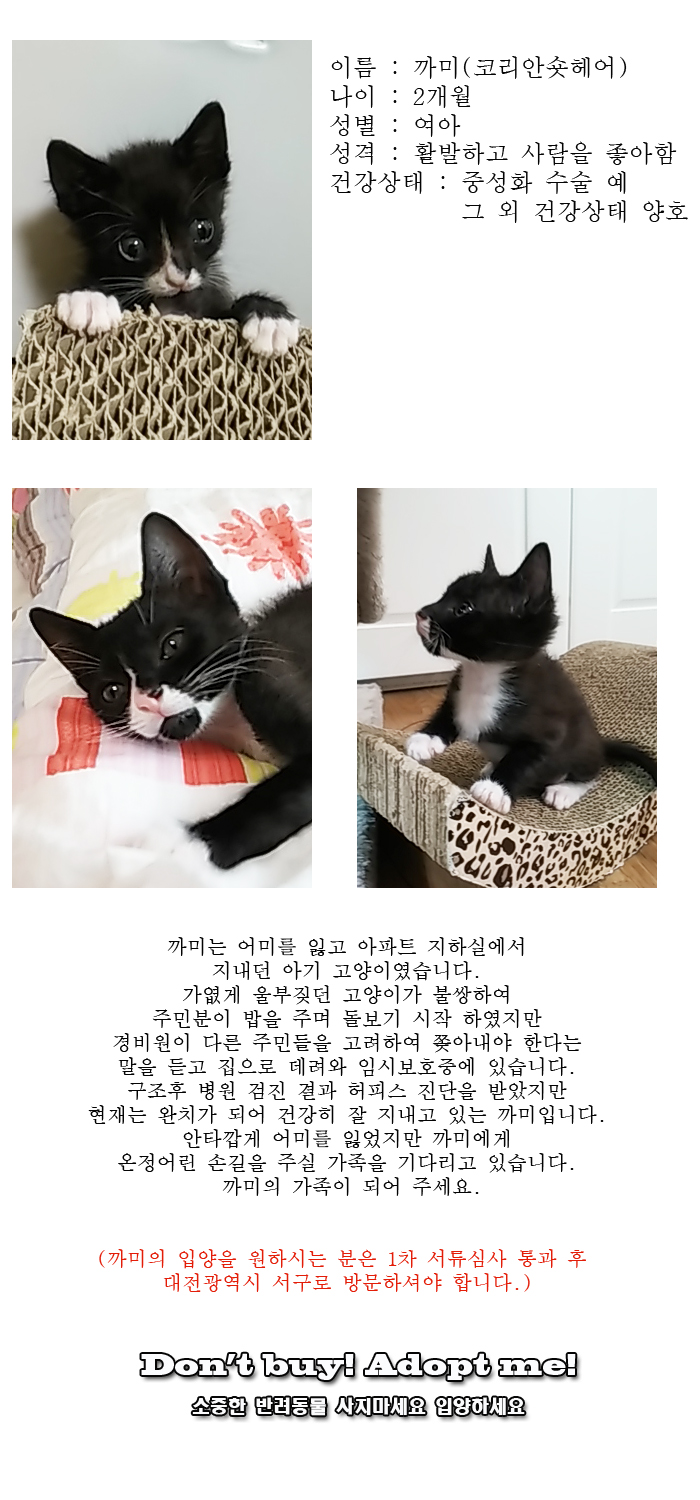 [D16-31관외]아파트 지하실에서 울부짖던 까미