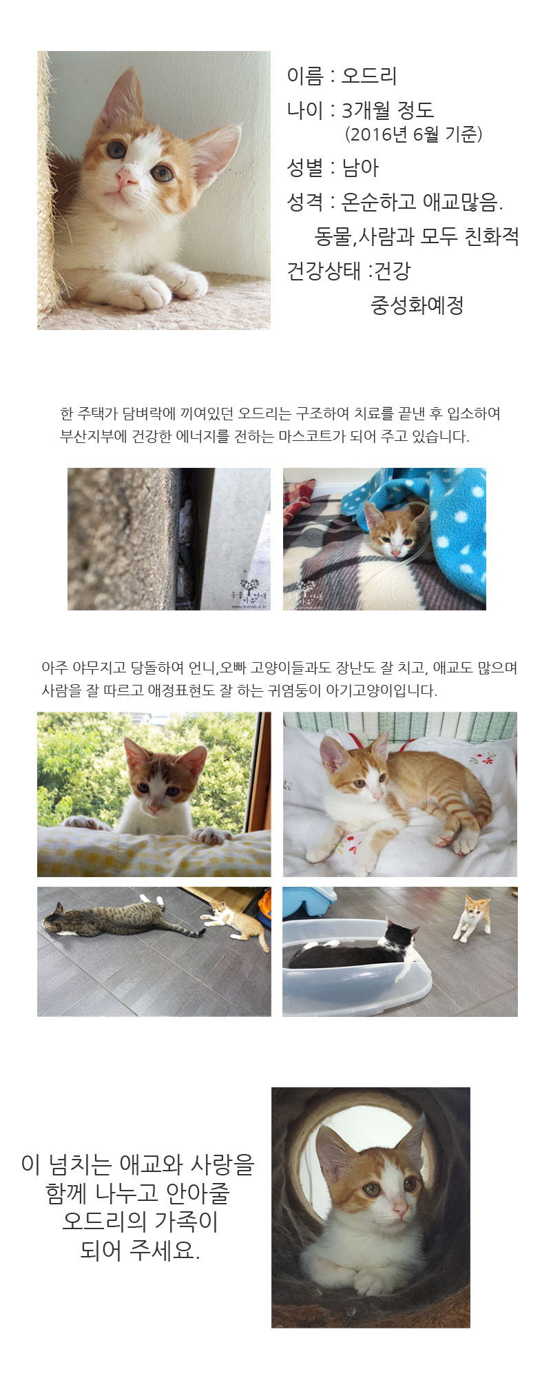 [DB16-11관]담벼락에 끼여서 울고 있던 아기고양이 오드리