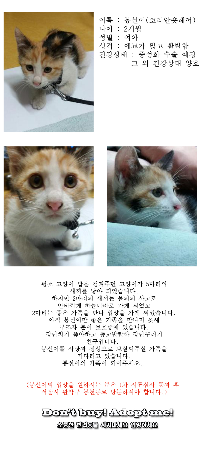 [D16-34관외]새로운 가족을 찾는 애교쟁이 봉선이