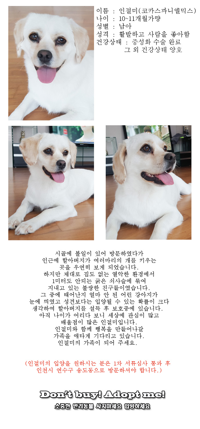 [D16-35관외]열악한 환경에서 지내고 있던 인절미